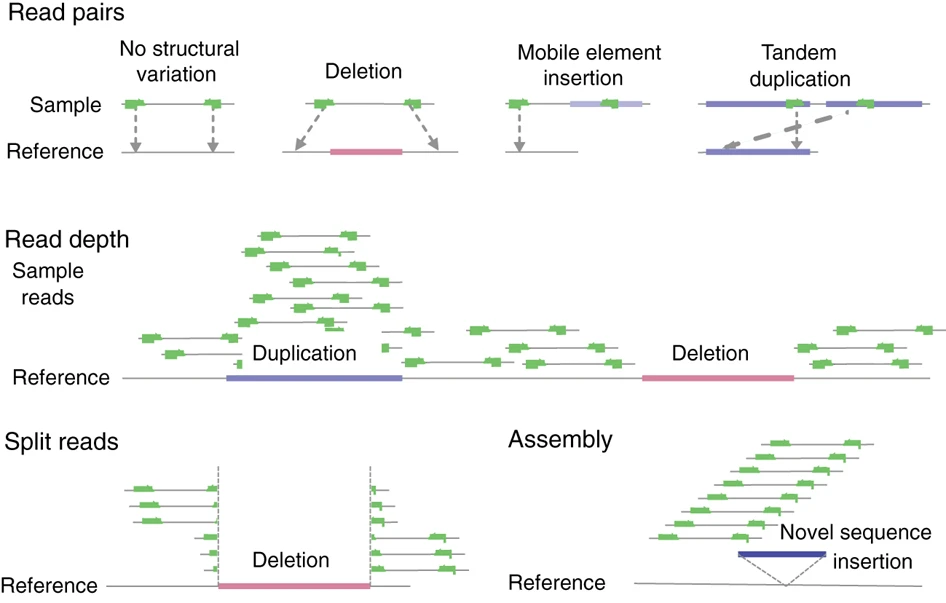 Detecting structural variants. Source: Baker (2012). Structural Variation: The Genome’s Hidden Architecture. https://doi.org/10.1038/nmeth.1858